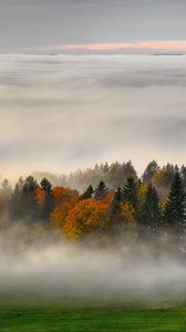 Превью обои деревья, лес, туман, трава, природа