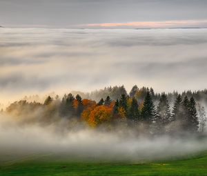 Превью обои деревья, лес, туман, трава, природа