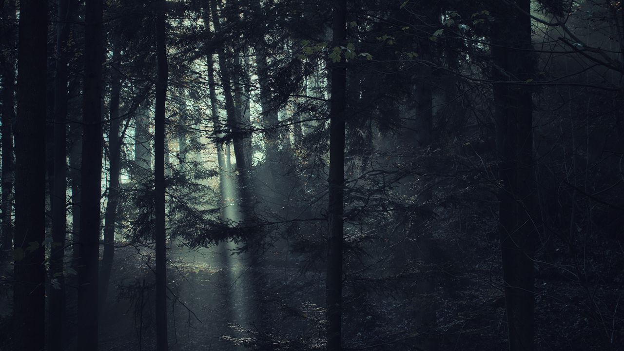 Обои деревья, лес, туман, свет, природа, темный