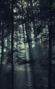 Превью обои деревья, лес, туман, свет, природа, темный
