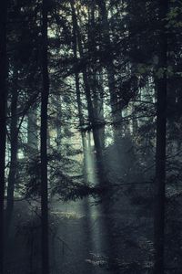 Превью обои деревья, лес, туман, свет, природа, темный