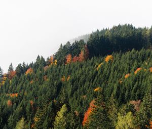 Превью обои деревья, лес, туман, осень, природа
