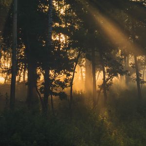 Превью обои деревья, лес, туман, солнечный свет, темный