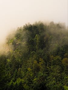 Превью обои деревья, лес, туман, пейзаж