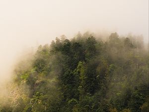Превью обои деревья, лес, туман, пейзаж