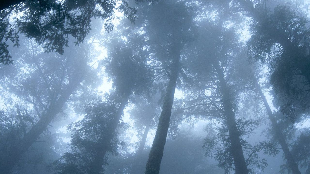 Обои деревья, лес, туман, кроны