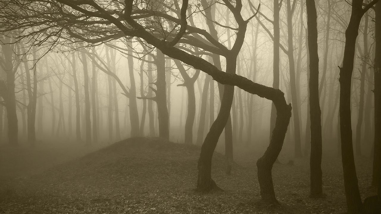 Обои деревья, лес, туман, мрачные, стволы, изгибы, мгла, серость