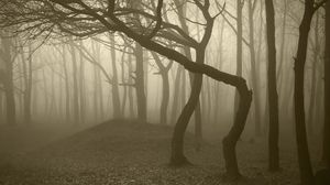 Превью обои деревья, лес, туман, мрачные, стволы, изгибы, мгла, серость