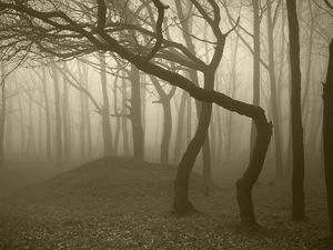 Превью обои деревья, лес, туман, мрачные, стволы, изгибы, мгла, серость