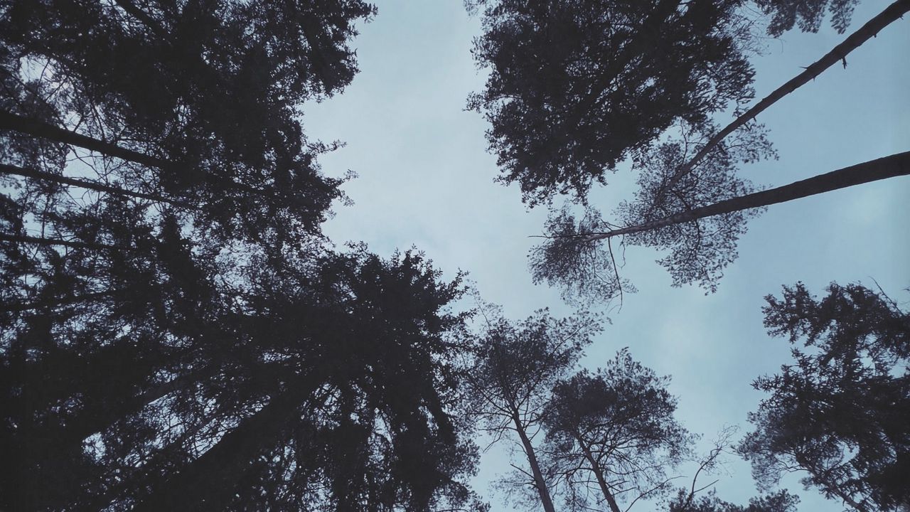 Обои деревья, лес, вид снизу, темный