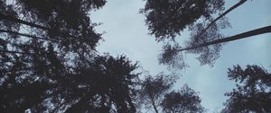 Превью обои деревья, лес, вид снизу, темный