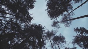 Превью обои деревья, лес, вид снизу, темный