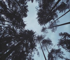 Превью обои деревья, лес, вид снизу, темный