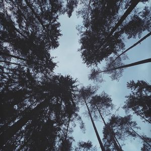 Превью обои деревья, лес, вид снизу, темный