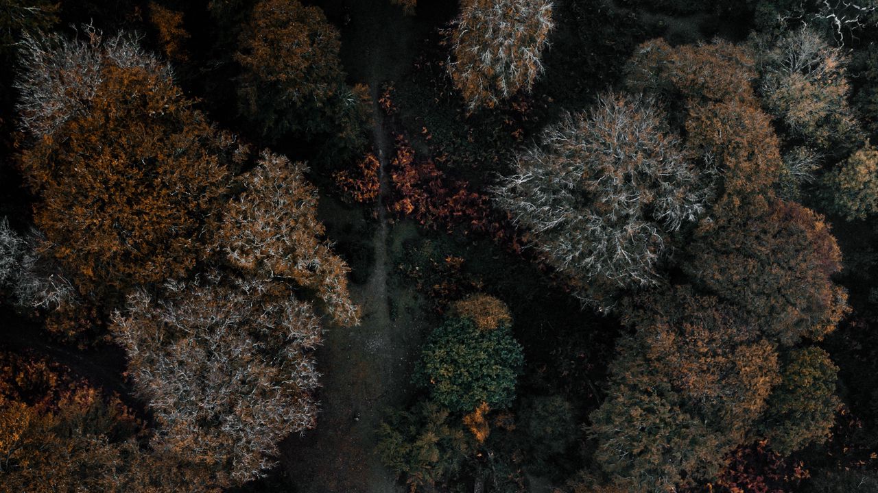 Обои деревья, лес, вид сверху, осень, темный