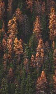 Превью обои деревья, лес, вид сверху, осень, краски осени, зеленый, золотой