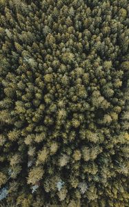 Превью обои деревья, лес, вид сверху, ель