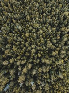 Превью обои деревья, лес, вид сверху, ель