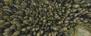 Превью обои деревья, лес, вид сверху, ель