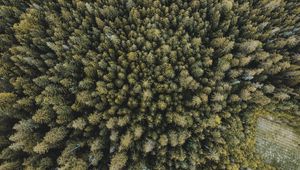 Превью обои деревья, лес, вид сверху, ель