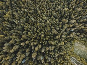 Превью обои деревья, лес, вид сверху, ель