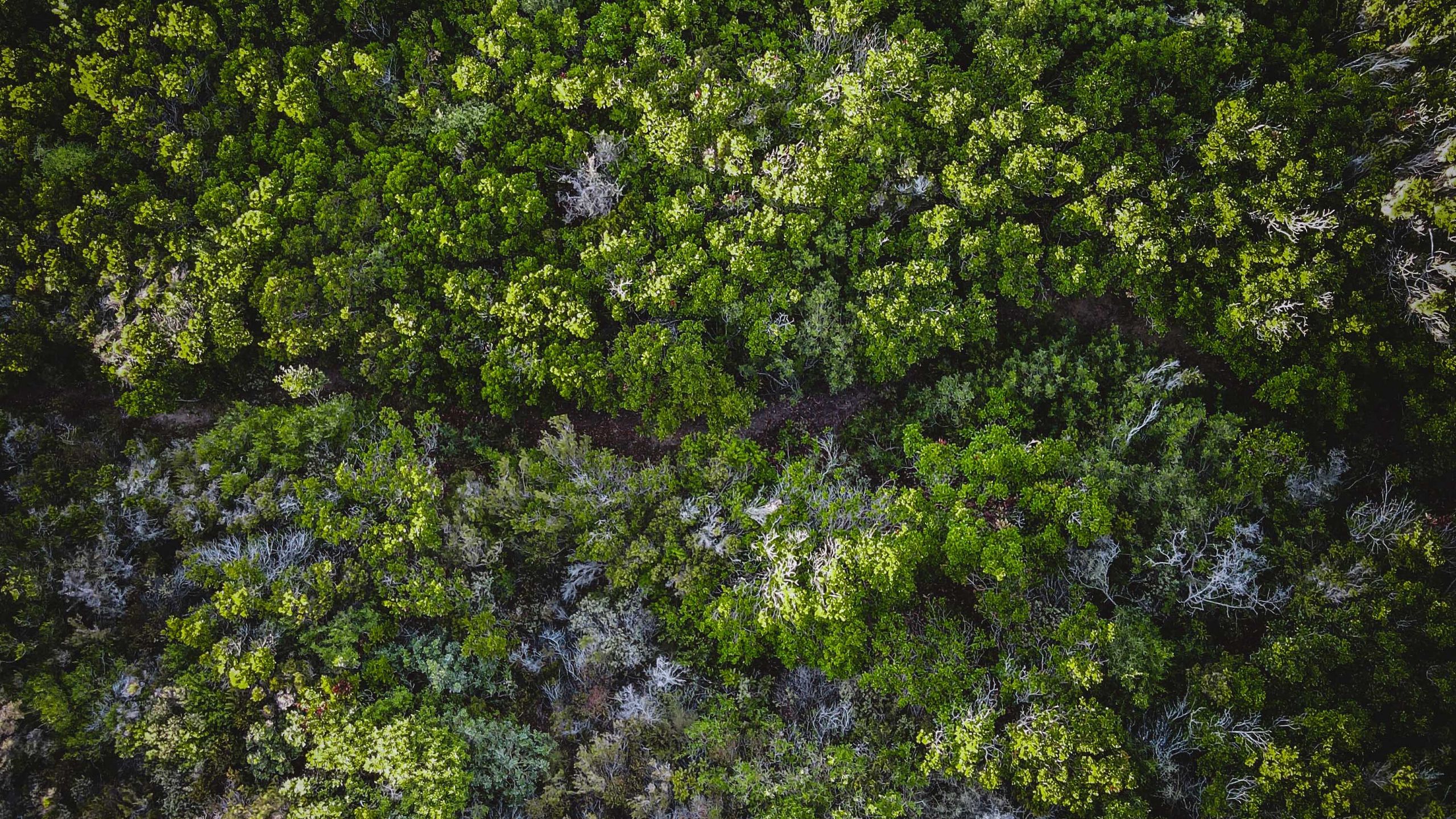 Шервудский лес вид сверху