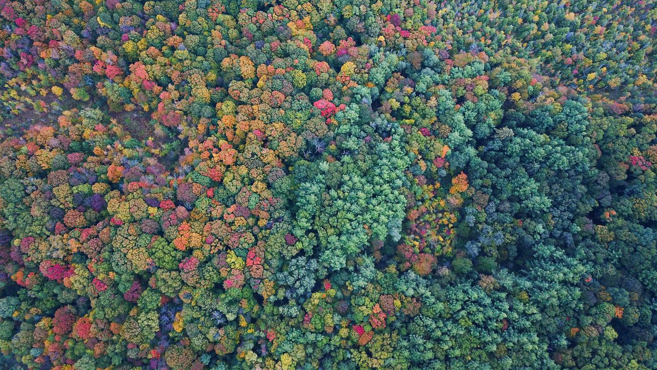 Обои деревья, лес, вид сверху, разноцветный, природа