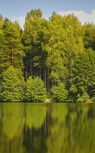 Превью обои деревья, лес, вода, отражение, озеро