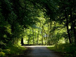 Превью обои деревья, лес, зелень, лето, перекресток, дорога