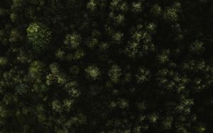 Превью обои деревья, лес, зеленый, вид сверху, природа