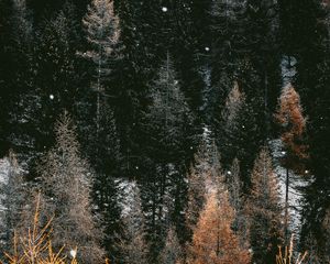 Превью обои деревья, лес, зима, снег, снегопад