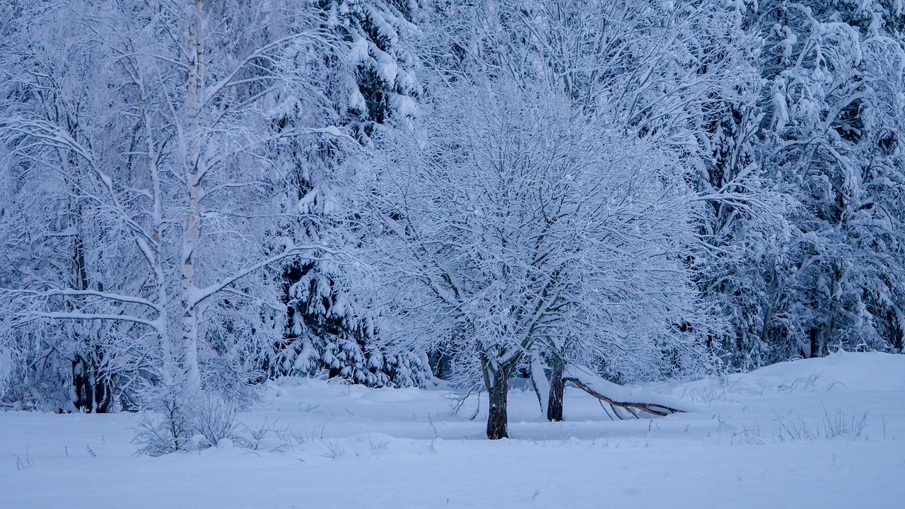 Обои деревья, лес, зима, снег