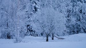Превью обои деревья, лес, зима, снег