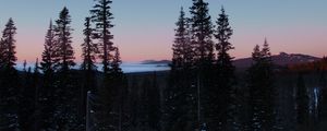 Превью обои деревья, лес, зима, рассвет