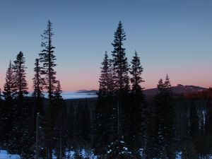 Превью обои деревья, лес, зима, рассвет