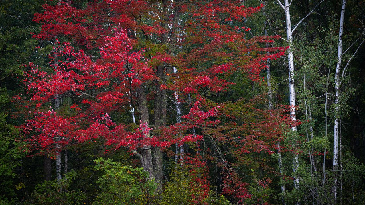 Обои деревья, листья, лес, осень, природа, пейзаж