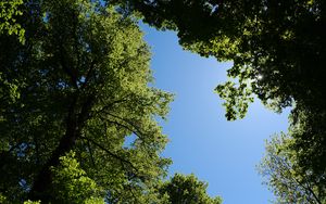 Превью обои деревья, листья, небо, ветки, природа