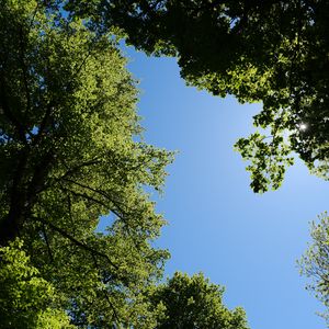 Превью обои деревья, листья, небо, ветки, природа