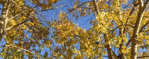 Превью обои деревья, листья, осень, желтый