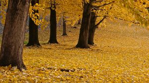 Превью обои деревья, листья, осень, желтый, стволы