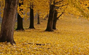 Превью обои деревья, листья, осень, желтый, стволы
