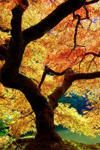 Превью обои деревья, листья, осень, свет