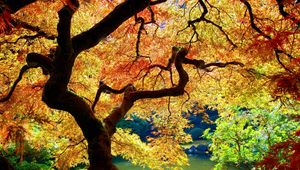 Превью обои деревья, листья, осень, свет