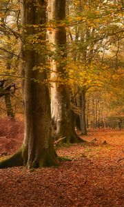 Превью обои деревья, листья, стволы, осень