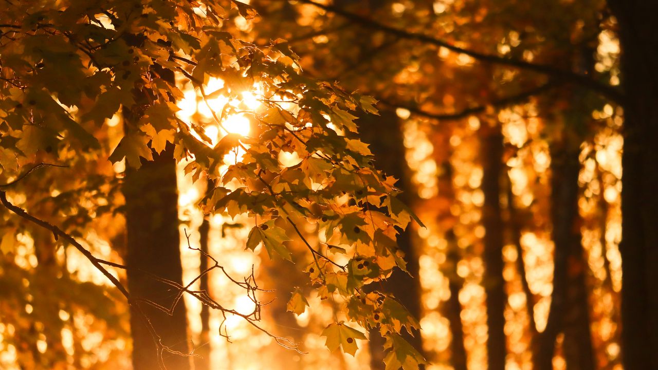 Обои деревья, листья, свет, осень, макро