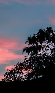 Превью обои деревья, листья, закат, небо