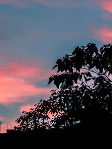 Превью обои деревья, листья, закат, небо