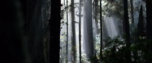 Превью обои деревья, лучи, папоротник, кусты