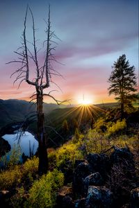 Превью обои деревья, лучи, солнце, камни, кусты