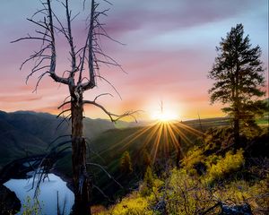 Превью обои деревья, лучи, солнце, камни, кусты